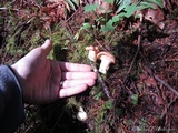 Cantharellus subalbidus image