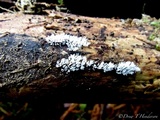Ceratiomyxa fruticulosa var. fruticulosa image