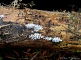 Ceratiomyxa fruticulosa var. fruticulosa image