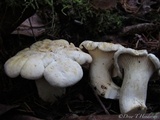 Cantharellus subalbidus image