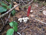 Cantharellus subalbidus image