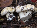 Cantharellus subalbidus image