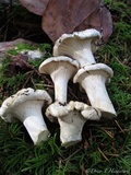 Cantharellus subalbidus image