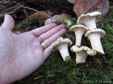Cantharellus subalbidus image
