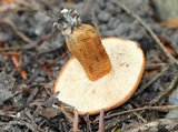 Tricholoma aurantium image