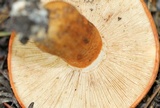 Tricholoma aurantium image
