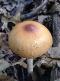 Amanita sect. Vaginatae image