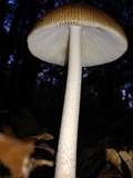 Amanita sect. Vaginatae image