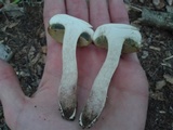 Boletus pallidus image