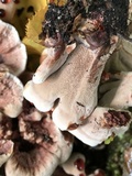 Hydnellum scrobiculatum image