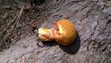 Buchwaldoboletus lignicola image