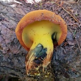 Buchwaldoboletus lignicola image