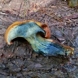 Buchwaldoboletus lignicola image