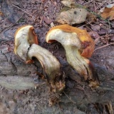 Buchwaldoboletus lignicola image