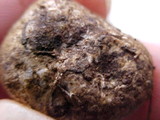 Rhizopogon villosulus image