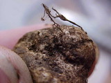 Rhizopogon villosulus image