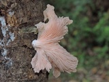 Pleurotus djamor image