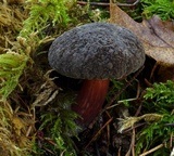 Xerocomellus atropurpureus image