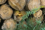 Gymnopilus luteus image