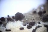 Resupinatus applicatus image