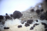 Resupinatus applicatus image