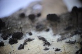 Resupinatus applicatus image