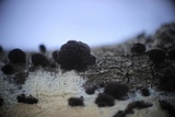 Resupinatus applicatus image