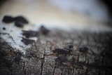 Resupinatus applicatus image