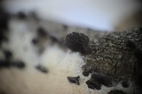 Resupinatus applicatus image
