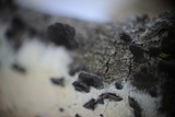 Resupinatus applicatus image