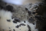 Resupinatus applicatus image