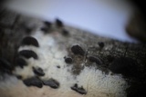Resupinatus applicatus image
