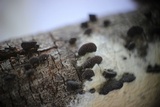 Resupinatus applicatus image
