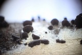 Resupinatus applicatus image