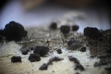 Resupinatus applicatus image