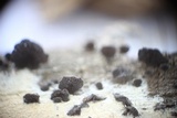 Resupinatus applicatus image