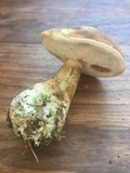 Tylopilus felleus image