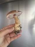 Tylopilus felleus image