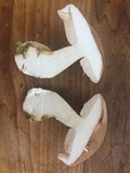 Tylopilus felleus image