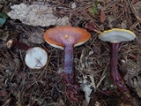 Ganoderma curtisii image