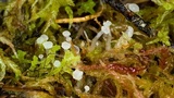 Neocudoniella radicella image