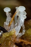 Neocudoniella radicella image