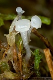 Neocudoniella radicella image
