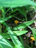 Cantharellus minor image