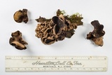 Ionomidotis irregularis image