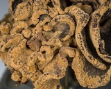Ionomidotis irregularis image