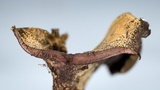 Ionomidotis irregularis image