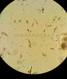 Ionomidotis irregularis image