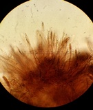 Ionomidotis irregularis image