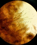 Ionomidotis irregularis image